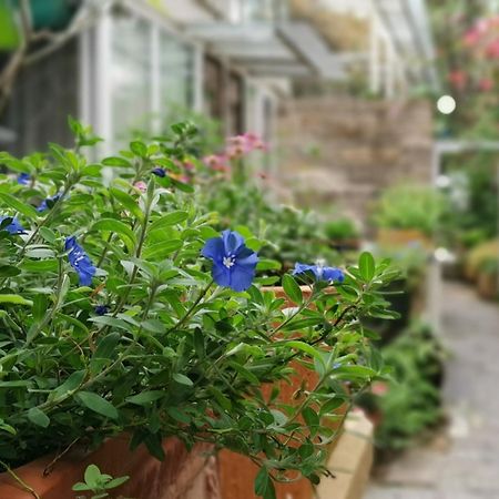 Shenzhen No'6 Garden Villa --French Window With Garden View,Close To Sea World &Shekou Ferry Port &K11 Ecoast &Subway Nearby ,Offer Western Food And Coffee &English Speaking With Tour Services Eksteriør bilde