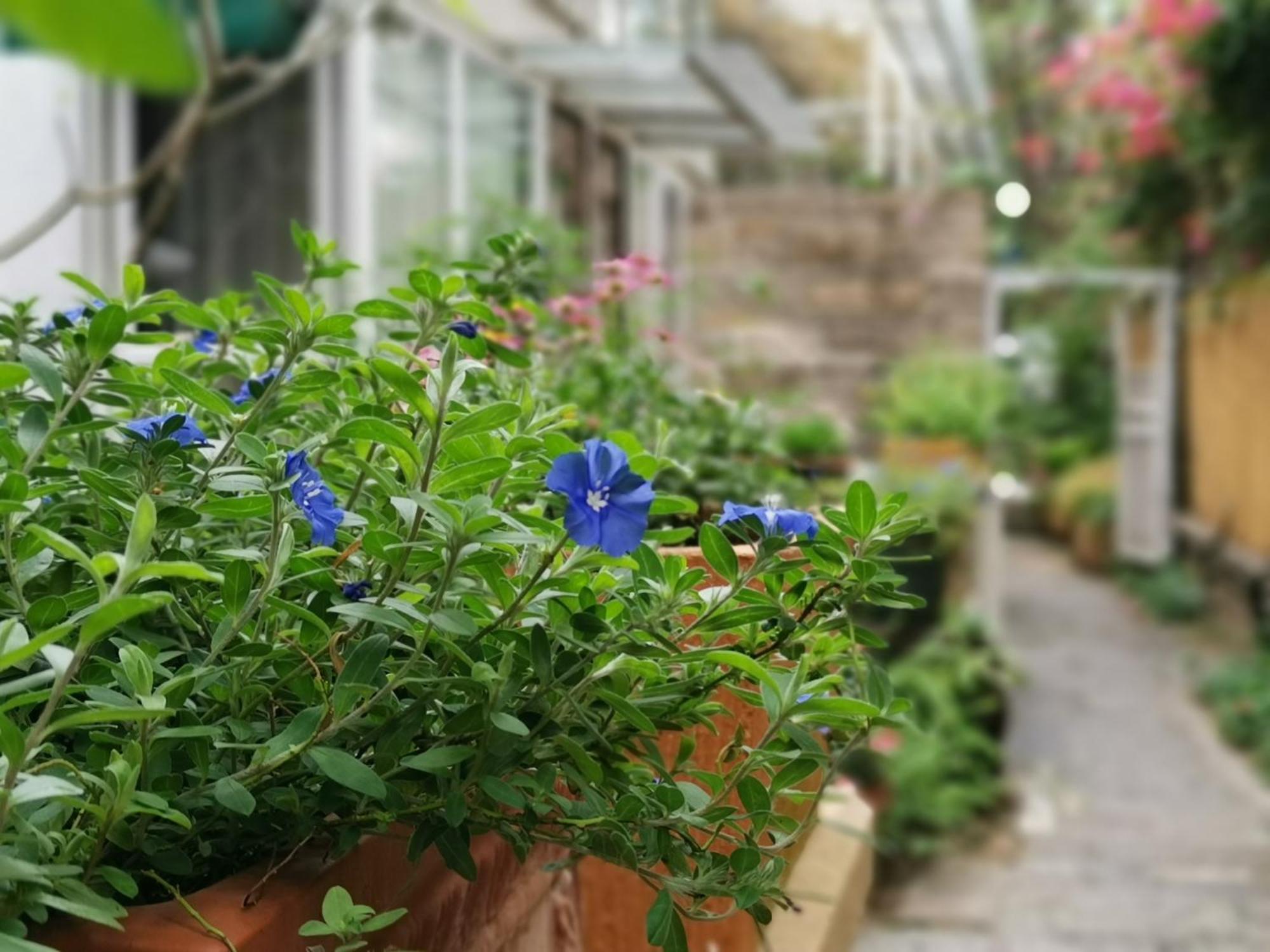 Shenzhen No'6 Garden Villa --French Window With Garden View,Close To Sea World &Shekou Ferry Port &K11 Ecoast &Subway Nearby ,Offer Western Food And Coffee &English Speaking With Tour Services Eksteriør bilde
